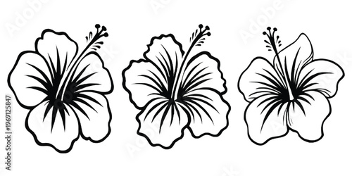 Three delicate hibiscus flowers illustrated in a minimalist line drawing style