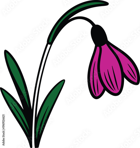 Pink snowdrop flower with green leaves and black outline