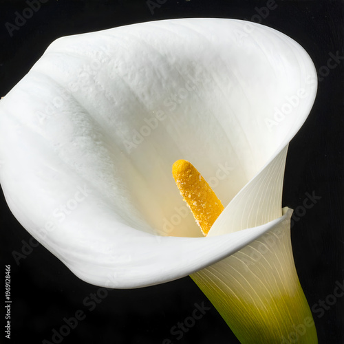 Wallpaper Mural Elegant White Calla Lily Blossom with Yellow Spadix on Black Background. Torontodigital.ca