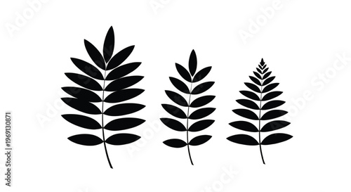 Three stylized black silhouettes of fern-like leaves in varying sizes