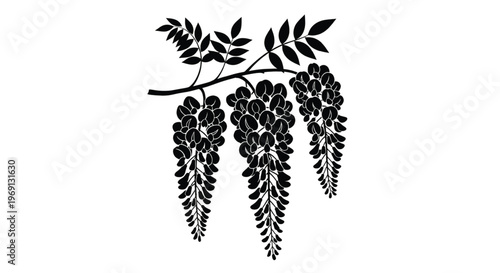 Black and white illustration of a grapevine cluster with leaves