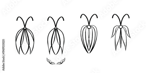 Illustrations of different types of antlers from deer species