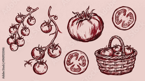 Hand-Drawn Tomato Illustrations with Vines, Slices, and Basket.