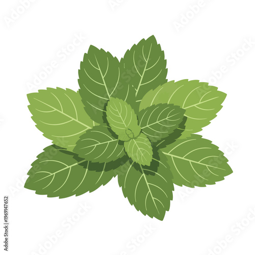 Overhead view of a sprig of green mint leaves, isolated on white
