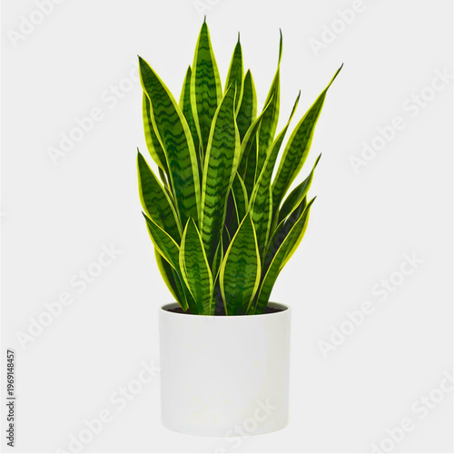 Snake Plant Sansevieria Trifasciata in White Ceramic Pot Isolated on White