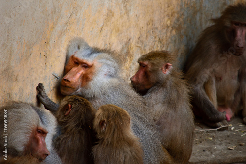 Slika na platnu Hamadryas baboon troop huddling together against a wall, grooming in a zoo enclo