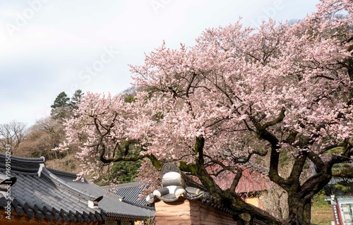장성 백양사에 핀 고불매라고 부르는 홍매화