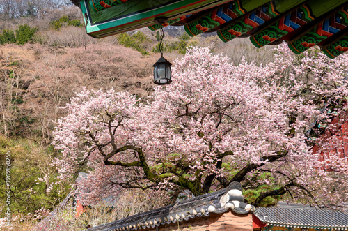 장성 백양사에 핀 고불매라고 부르는 홍매화