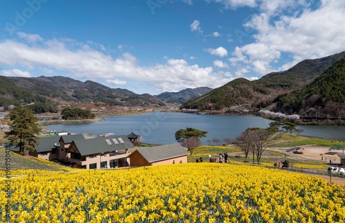 구례 지리산 치즈랜드에 핀 노란 수선화