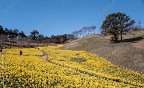 구례 지리산 치즈랜드에 핀 노란 수선화