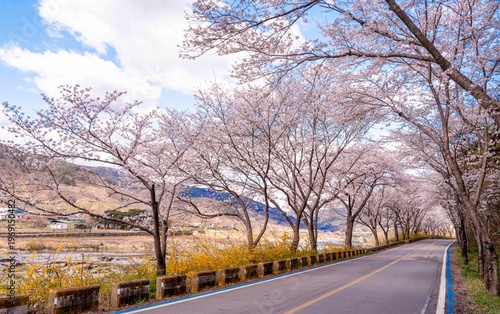 섬진강 강변 길을 따라 하얗게 핀 벚꽃길