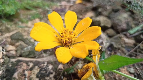 Wallpaper Mural Sphagneticola trilobata blooms with bright yellow petals, creating a cheerful ground cover in a tropical outdoor setting Torontodigital.ca