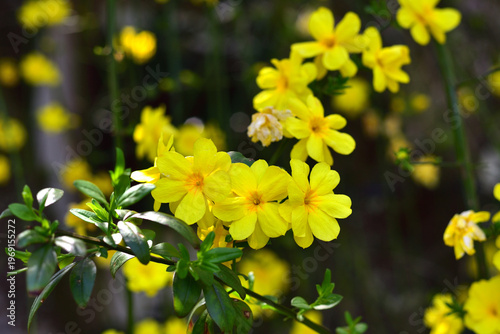 オウバイの花