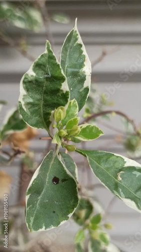 Wallpaper Mural Bougainvillea blooms with vibrant colors and lush foliage, adding a bright and decorative touch to a tropical garden setting Torontodigital.ca