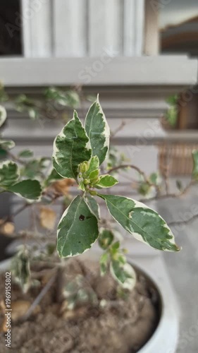 Wallpaper Mural Bougainvillea blooms with vibrant colors and lush foliage, adding a bright and decorative touch to a tropical garden setting Torontodigital.ca