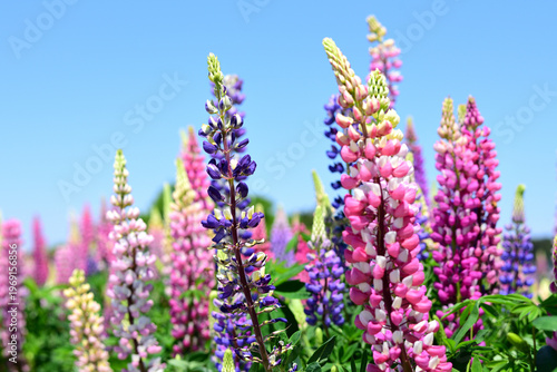 ルピナスの花