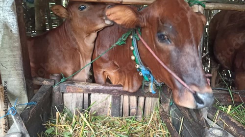 Wallpaper Mural cute-faced cow in a small home farm setting, showing a charming expression while reflecting simple rural life and affordable livestock farming. Torontodigital.ca