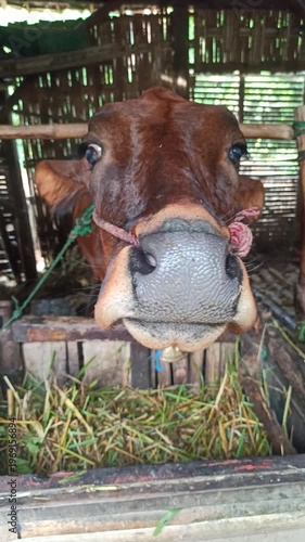 Wallpaper Mural cute-faced cow in a small home farm setting, showing a charming expression while reflecting simple rural life and affordable livestock farming. Torontodigital.ca