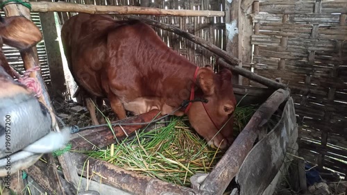 Wallpaper Mural cute-faced cow in a small home farm setting, showing a charming expression while reflecting simple rural life and affordable livestock farming. Torontodigital.ca