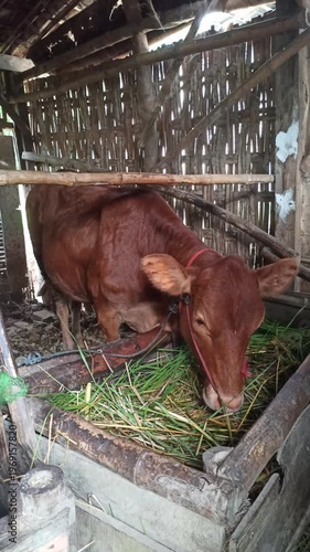 Wallpaper Mural cute-faced cow in a small home farm setting, showing a charming expression while reflecting simple rural life and affordable livestock farming. Torontodigital.ca