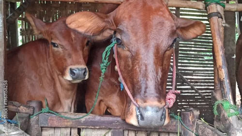 Wallpaper Mural cute-faced cow in a small home farm setting, showing a charming expression while reflecting simple rural life and affordable livestock farming. Torontodigital.ca
