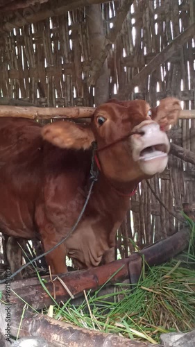 Wallpaper Mural cute-faced cow in a small home farm setting, showing a charming expression while reflecting simple rural life and affordable livestock farming. Torontodigital.ca
