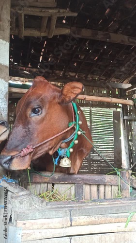 Wallpaper Mural cute-faced cow in a small home farm setting, showing a charming expression while reflecting simple rural life and affordable livestock farming. Torontodigital.ca