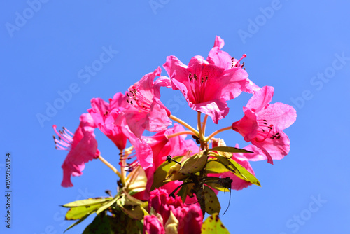 シャクナゲの花