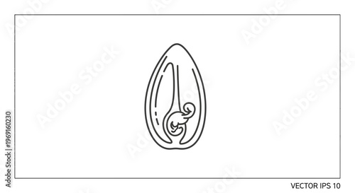 Sunflower Seed Cross Section Icon: Embryo, Cotyledon, and Seed Coat - Vector Art