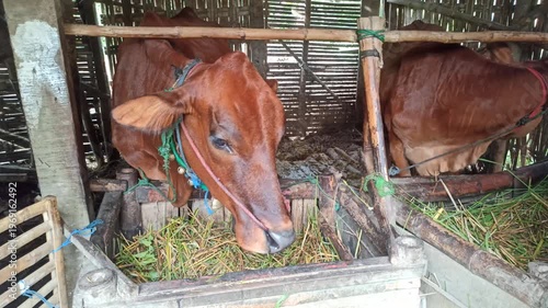 Wallpaper Mural cute-faced cow in a small home farm setting, showing a charming expression while reflecting simple rural life and affordable livestock farming. Torontodigital.ca