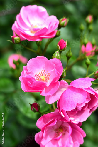 ばらの花