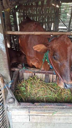 Wallpaper Mural cute-faced cow in a small home farm setting, showing a charming expression while reflecting simple rural life and affordable livestock farming. Torontodigital.ca