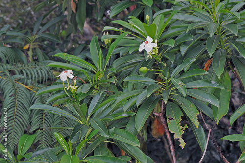 オキナワキョウチクトウ（沖縄県・石垣島）
