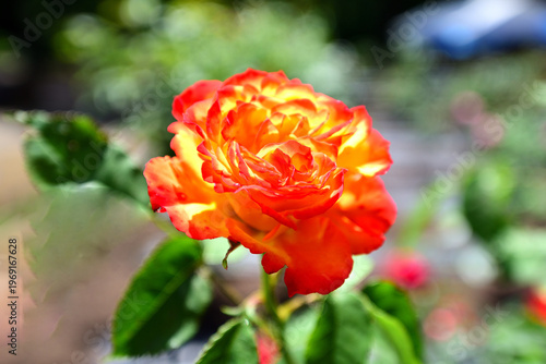 ばらの花