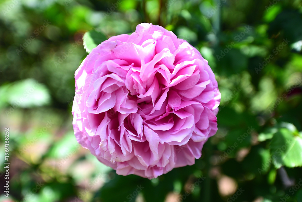 Fototapeta premium バラの花