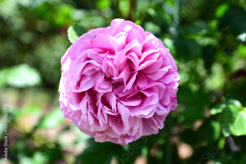バラの花
