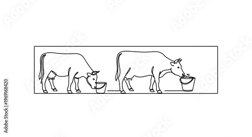 Continuous line art illustration depicting two dairy cows drinking water from buckets on a farm