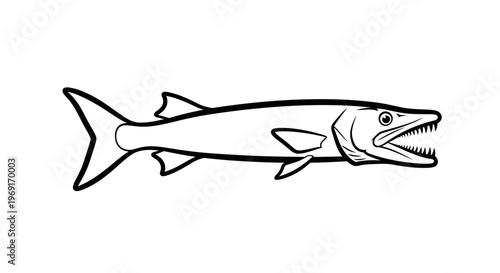 Aggressive marine barracuda fish with sharp teeth illustration in a clean line art style vector