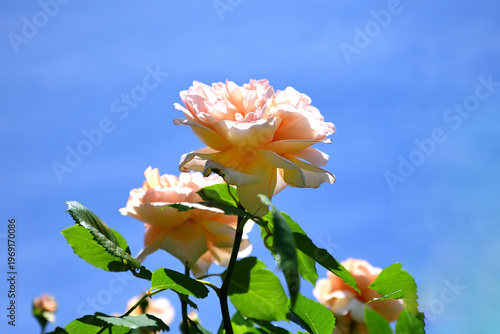 バラの花