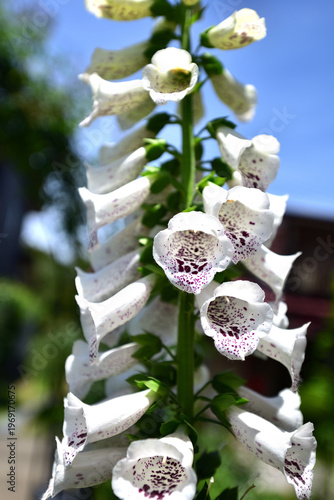 ジギタリスの花