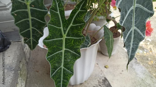 Wallpaper Mural Alocasia amazonica leaves display striking dark green tones with bold white veins, creating a dramatic and exotic look in a lush tropical setting. Torontodigital.ca