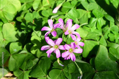 ムラサキカタバミの花