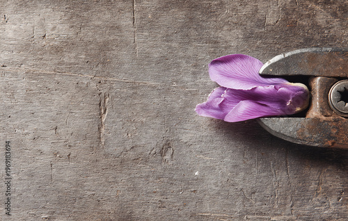 Crushed delicate purple flower petal gripped by old rusty pliers on scratched wooden table