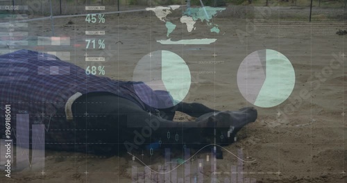 Rolling dark-coated horse in purple-blue turnout sheet and halter pushing up in sand paddock, HUD