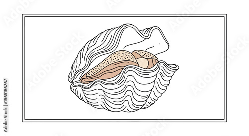 Detailed line art illustration of an open ocean clam shell revealing its inner mollusk structure