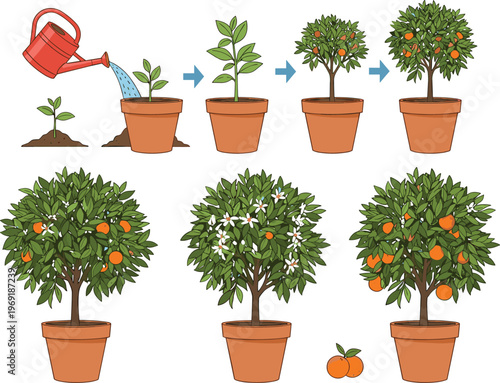Orange Tree Growth Stages Illustration Showing Plant Development from Seedling to Fruiting Citrus Tree with Watering Process for Gardening and Agriculture Design