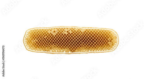 Natural golden honeycomb section with perfect hexagonal cells showcasing nature's sweet geometry