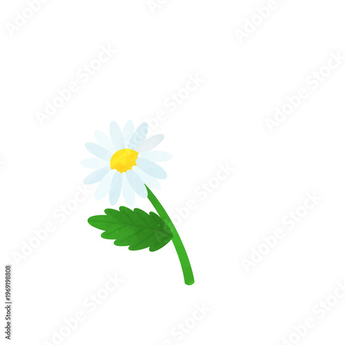 white daisy with a stem and green leaf
