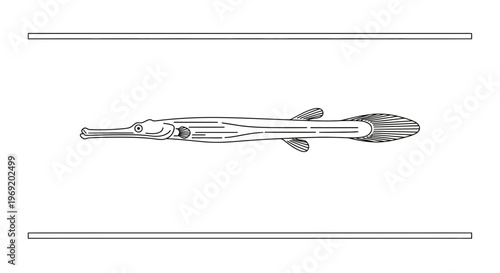 Stylized linear illustration of a long-bodied marine fish with an elongated snout on a clean white