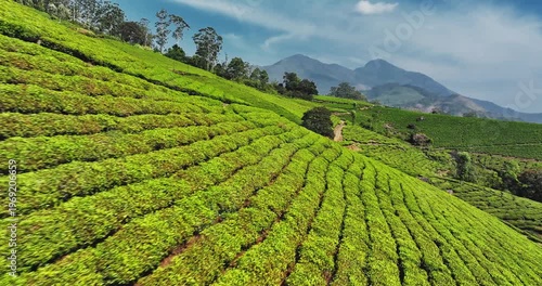 Wallpaper Mural Close-up aerial view of scenic tea plantation, terraced hill valley in Munnar, Kerala, India. Aerial view of a tea plantation in Munnar. The beautiful Western Ghats mountain range in Kerala Torontodigital.ca